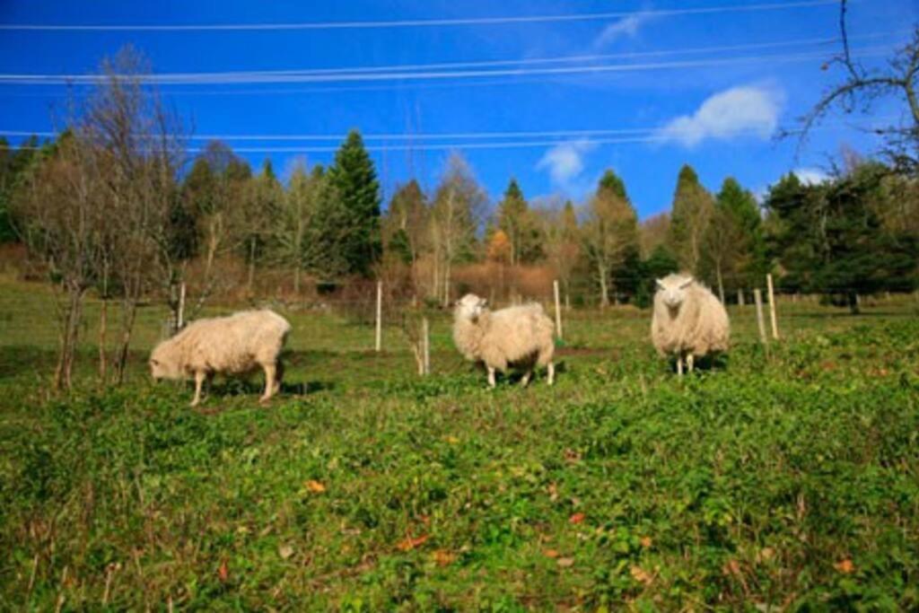 Appartement Dans Vielle Ferme Au Coeur Des Vosges Plainfaing Exterior foto
